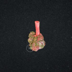 Prépa Souris d'agneau